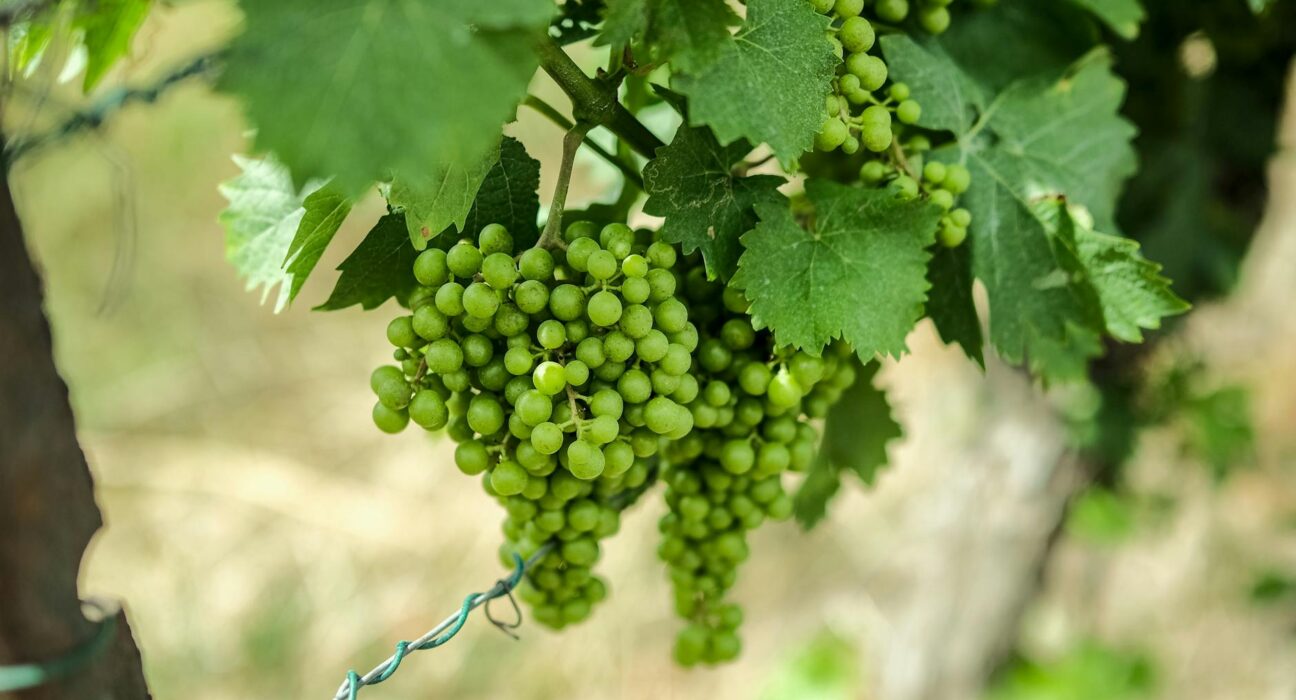 Caramel Grapes Recipe